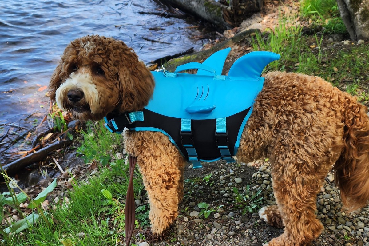 Finley, a mini goldendoodle in a shark fin life jacket, standing at the edge of a lake